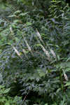 Black bugbane <BR>Black cohosh